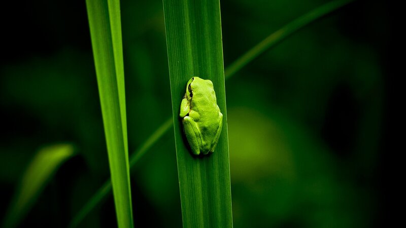 Green Frog on Leaf — Serene, Night, Photograph