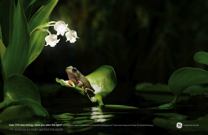 Green Frog on Leaf — Serene, Night