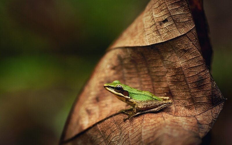 Green Frog on Leaf — Serene, Photograph, Forest