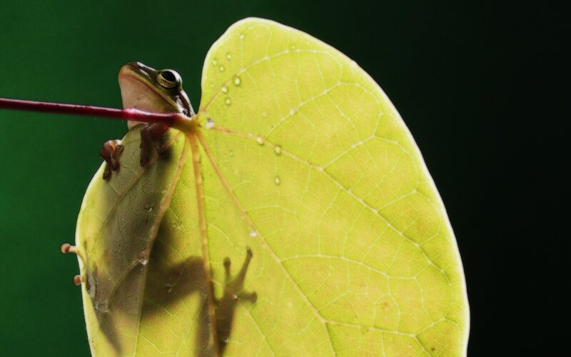 Green Frog on Leaf — Serene, Photograph, Stem