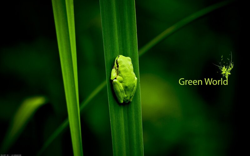 Green Frog on Leaf — Serene, Photograph, Text