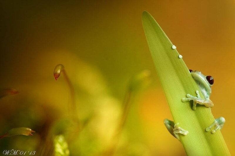 Green Frog on Leaf — Serene, Photograph