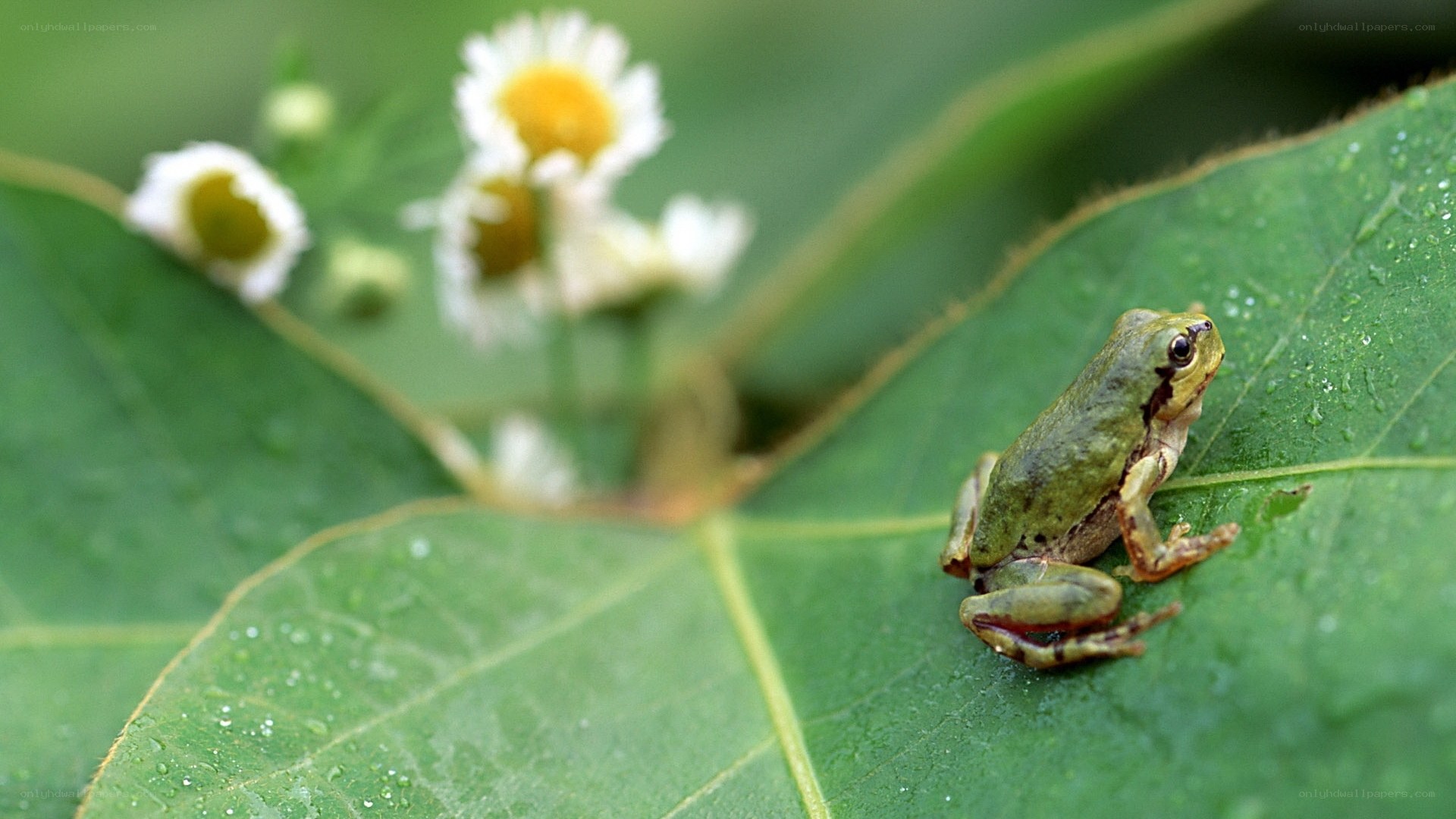 Green frog on leaf with flowers