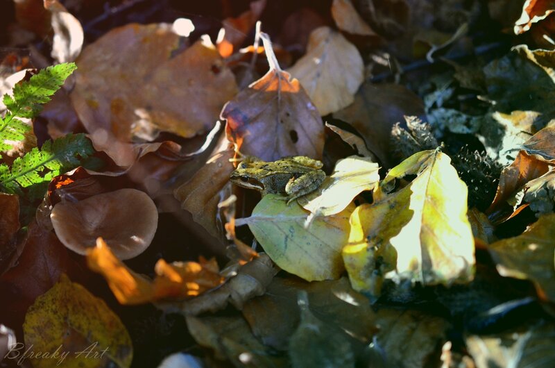 Green Frog on Leaves