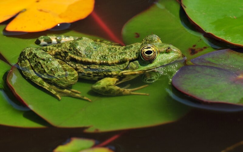Green frog on lily pad