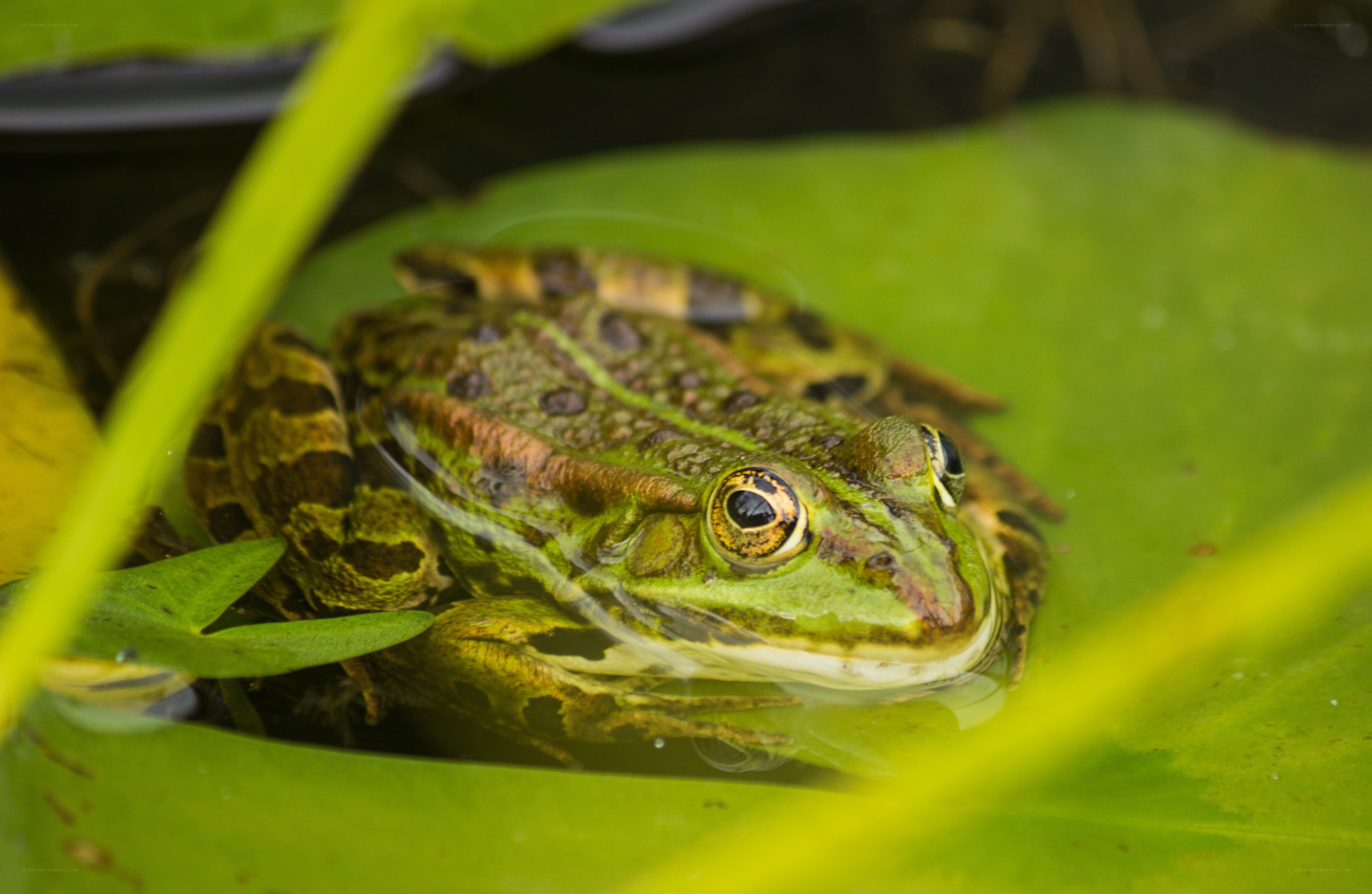 Green frog on lily pad