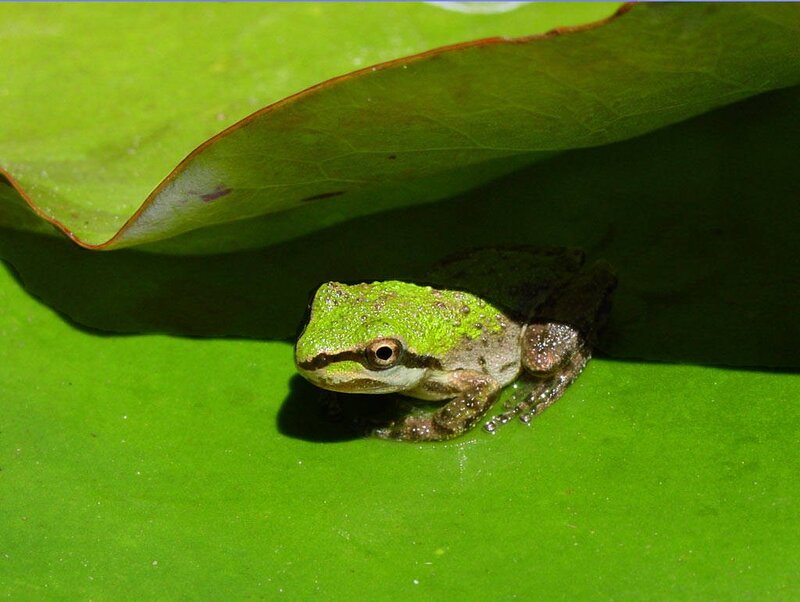 Green frog on lily pad