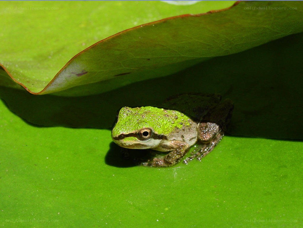 Green frog on lily pad