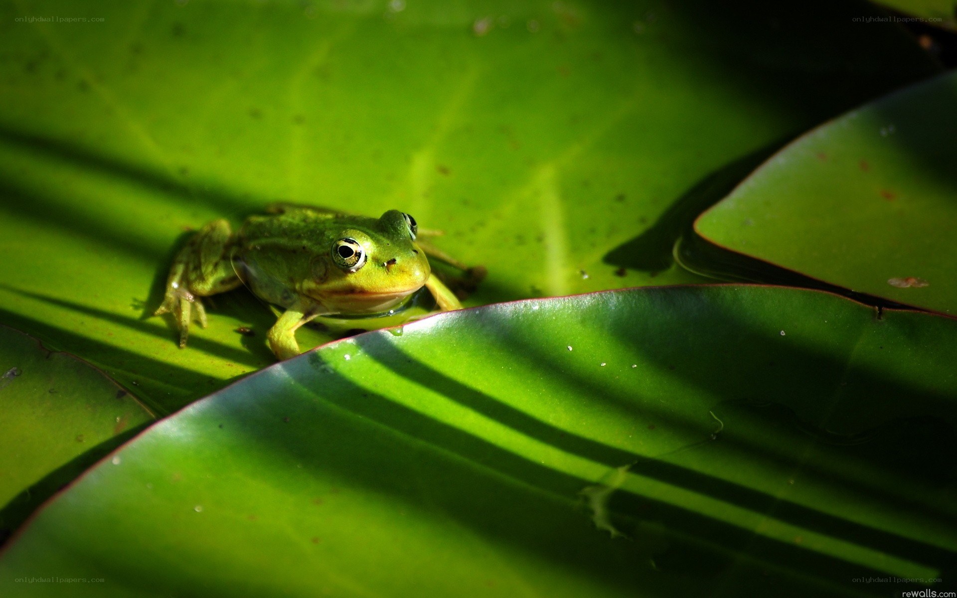 Green frog on lily pad