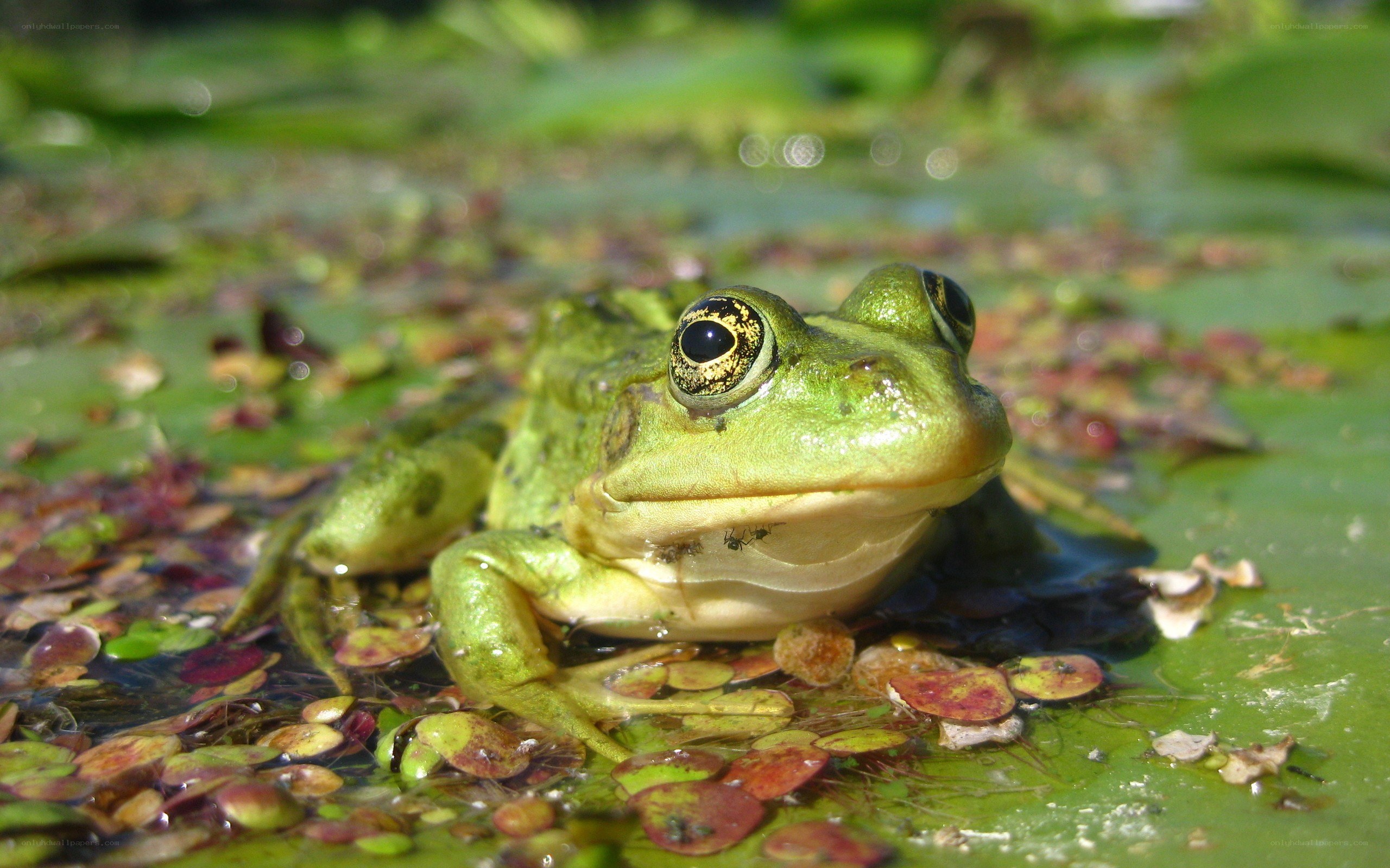 green frog on lily pad