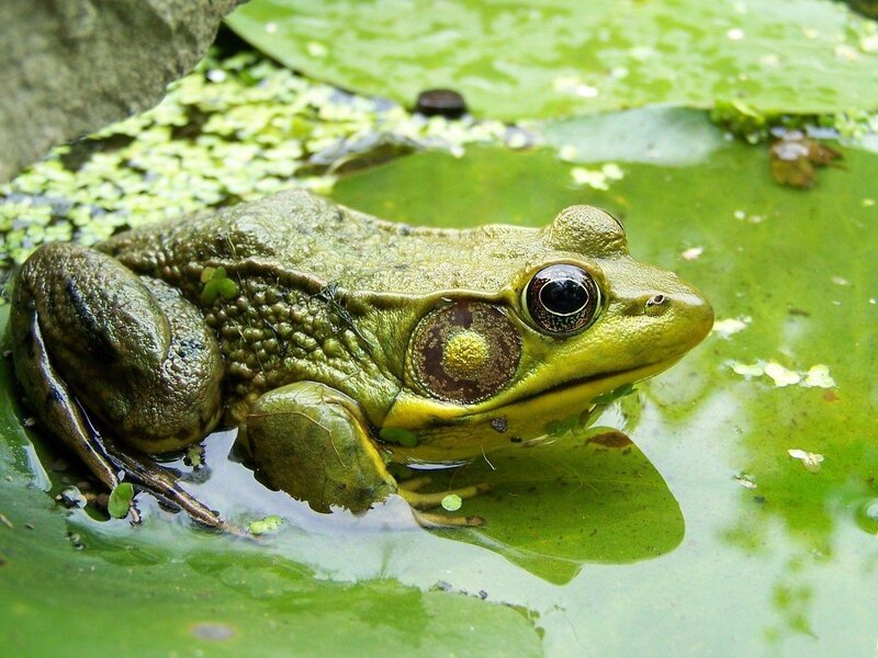Green Frog on Lily Pad — Calm, Afternoon, Photograph, Lily Pad