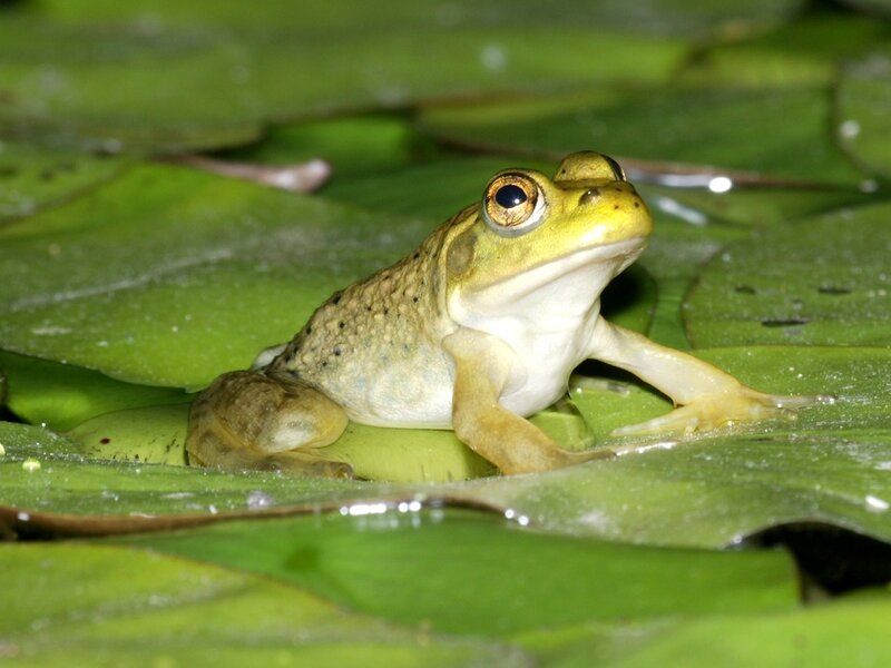 Green Frog on Lily Pad — Calm, Night