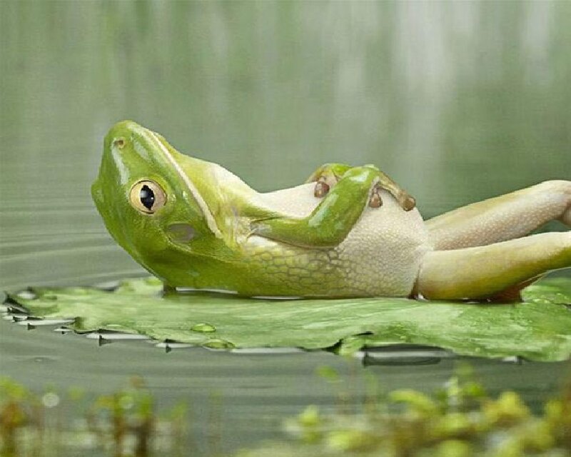Green Frog on Lily Pad — Calm, Photograph