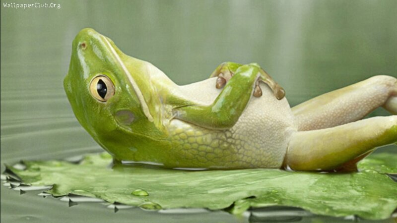 Green Frog on Lily Pad — Calm