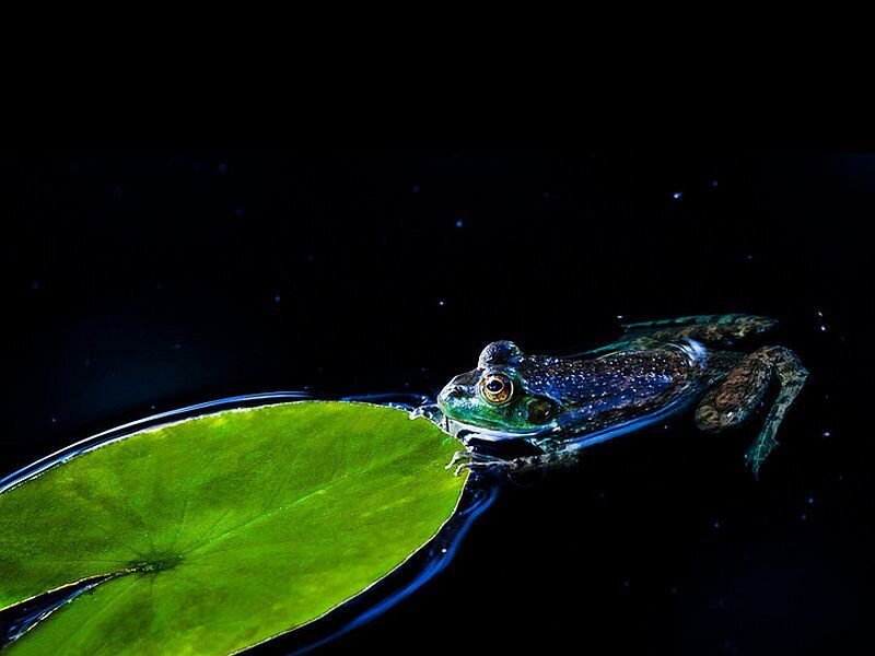Green Frog on Lily Pad — Dramatic