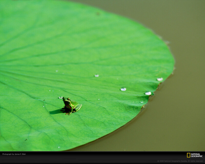 Green Frog on Lily Pad — Serene, Afternoon, Photograph, Lily Pad