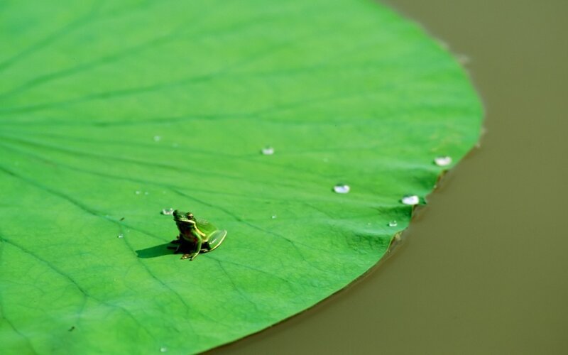 Green Frog on Lily Pad — Serene, Afternoon, Photograph, Lily Pad, Water, Droplets, Brown