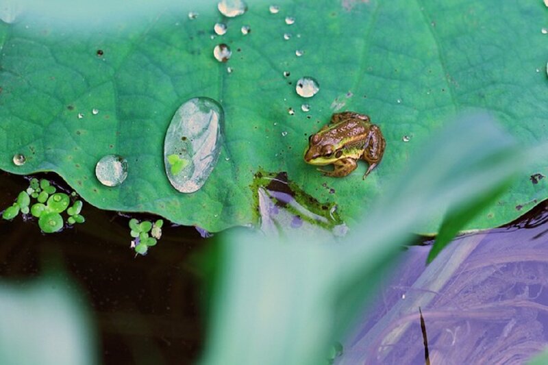 Green Frog on Lily Pad — Serene, Afternoon, Photograph, Lily Pad, Water Droplets