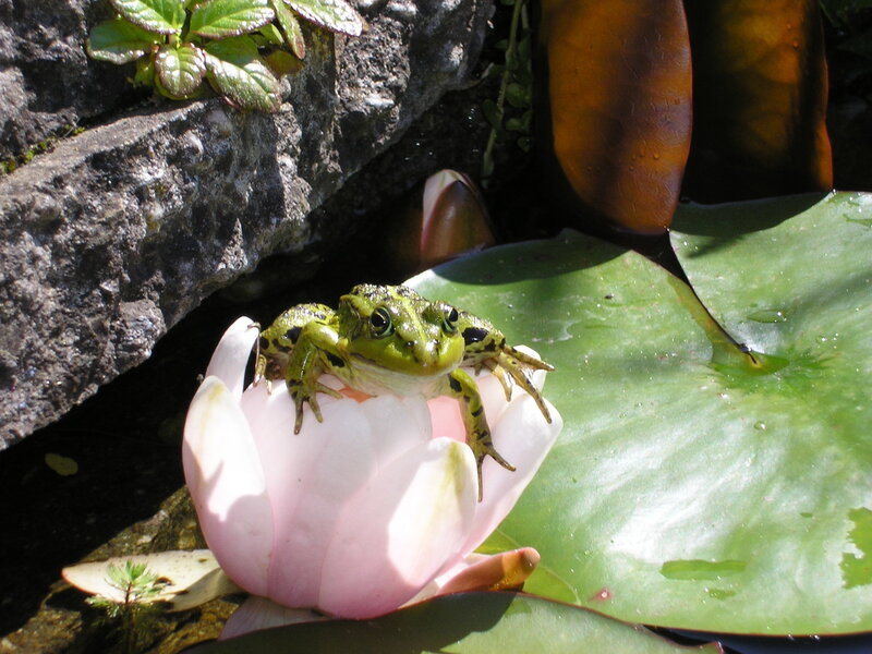 Green Frog on Lily Pad — Serene, Afternoon