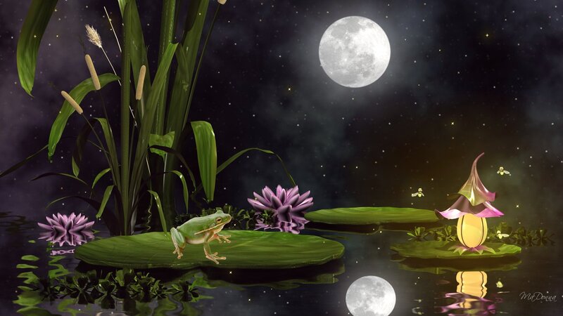 Green Frog on Lily Pad — Serene, Night