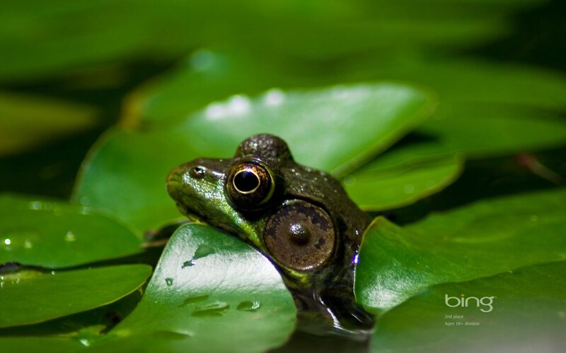 Green Frog on Lily Pad — Serene, Photograph