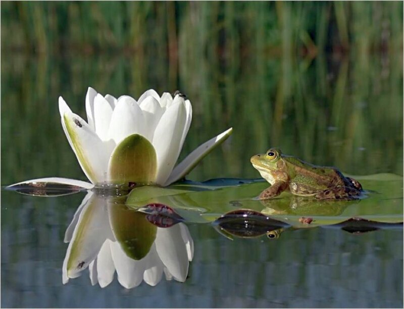 Green Frog on Lily Pad — Serene