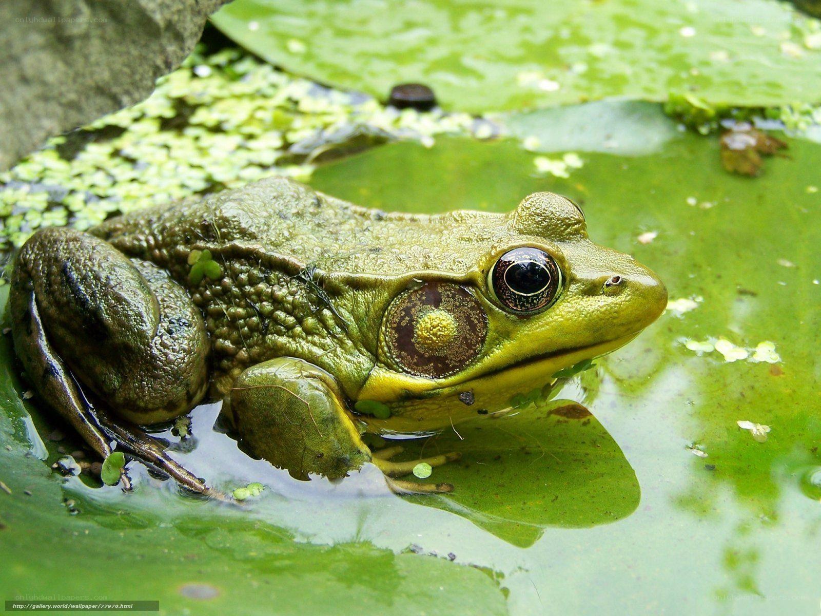 green frog on lily pad