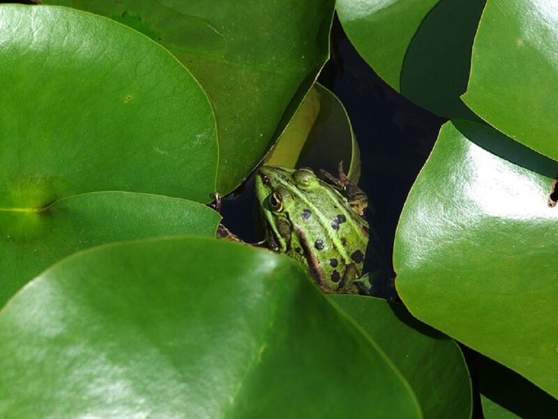 Green Frog on Lily Pads — Natural