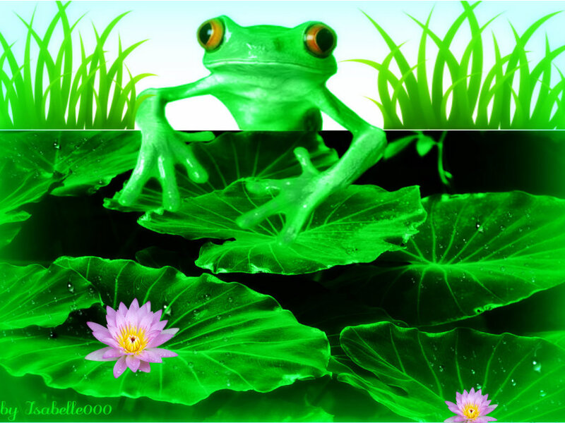 Green Frog on Lily Pads — Serene, Morning