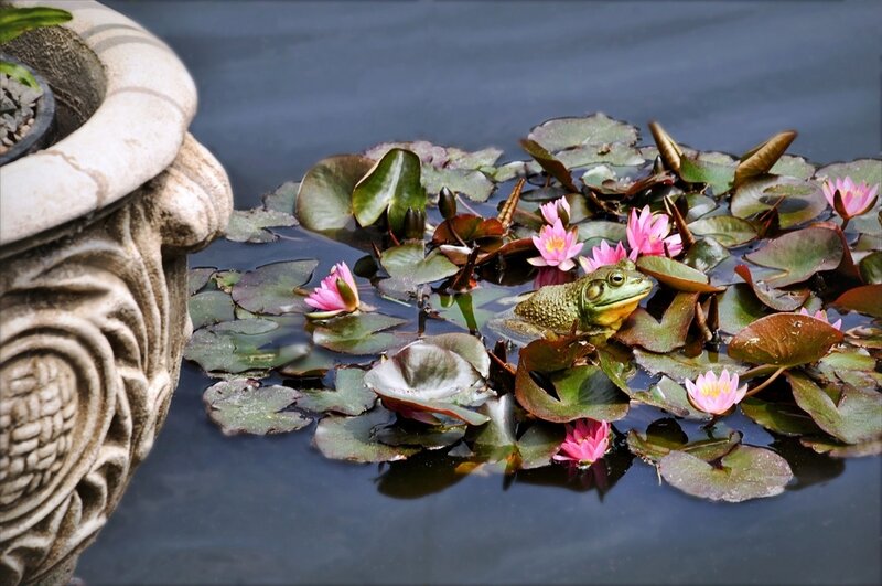Green Frog on Lily Pads