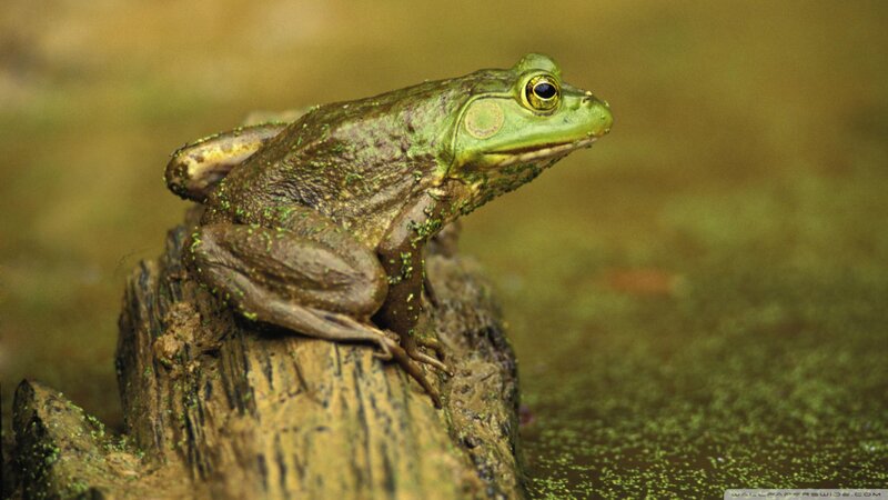 Green Frog on Log — Natural, Photograph