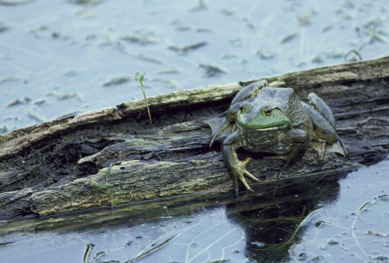 Green Frog on Log — Natural