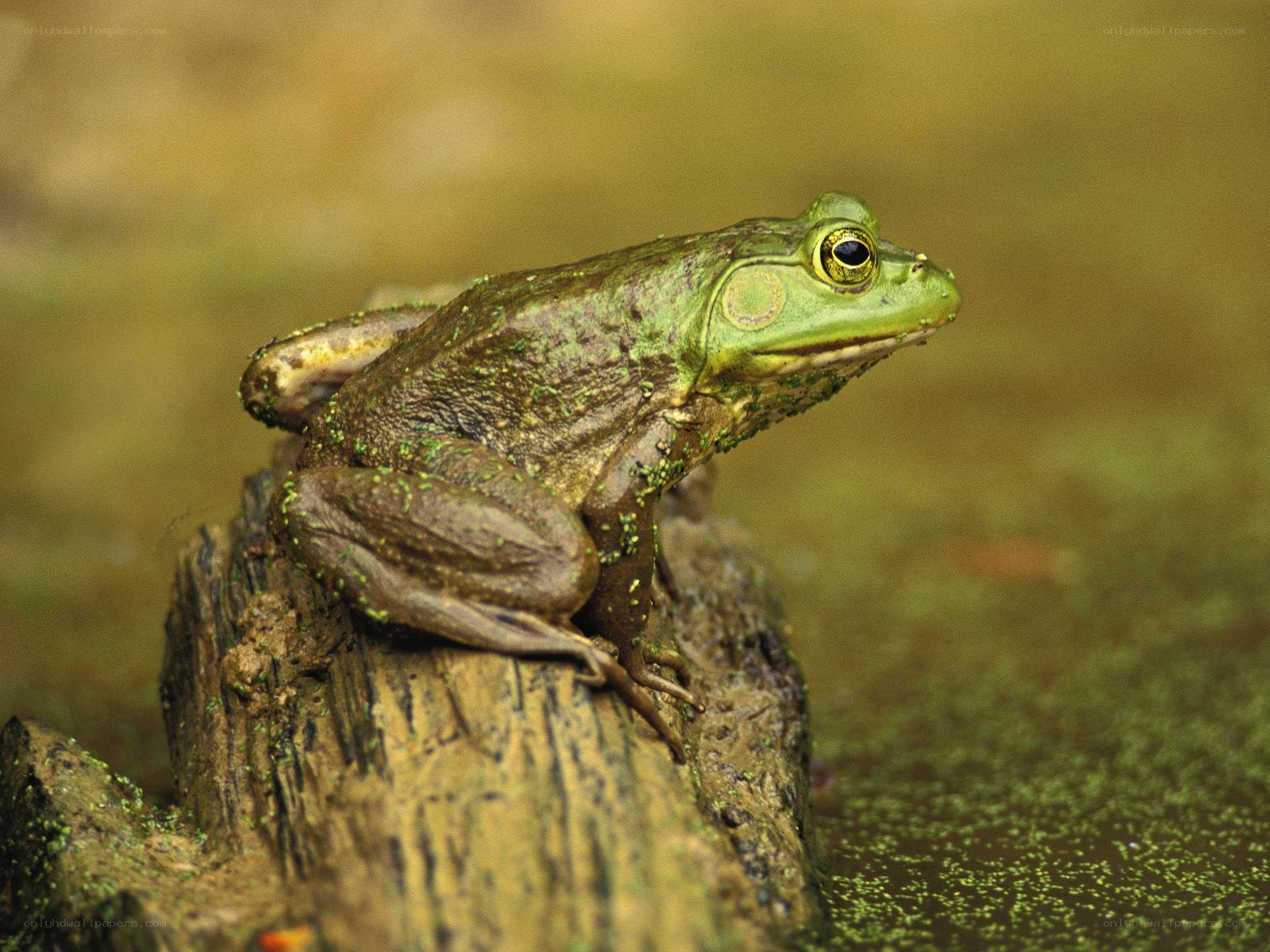 green frog on log