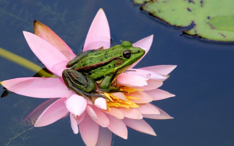 Green Frog on Lotus Flower