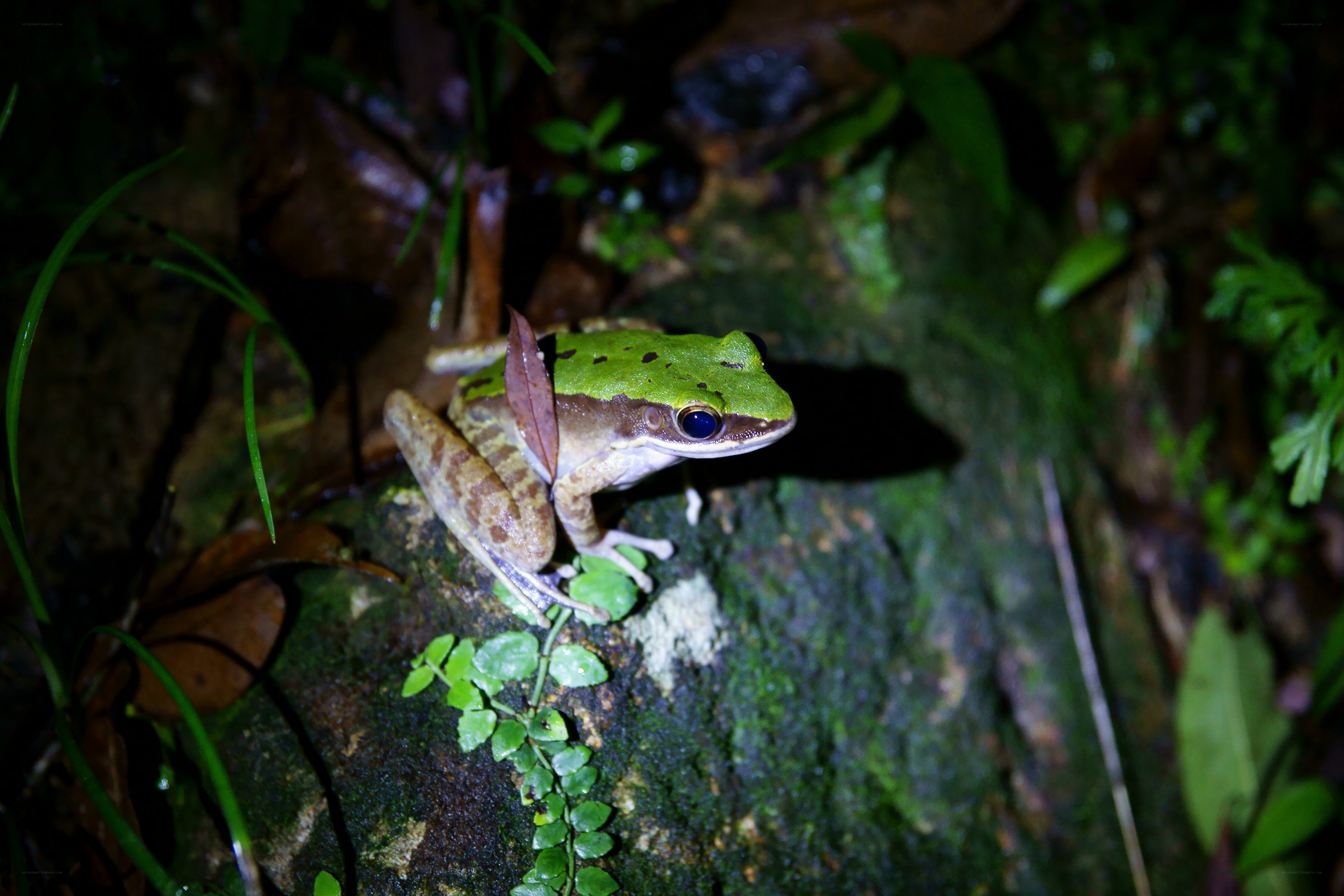 Green frog on mossy rock