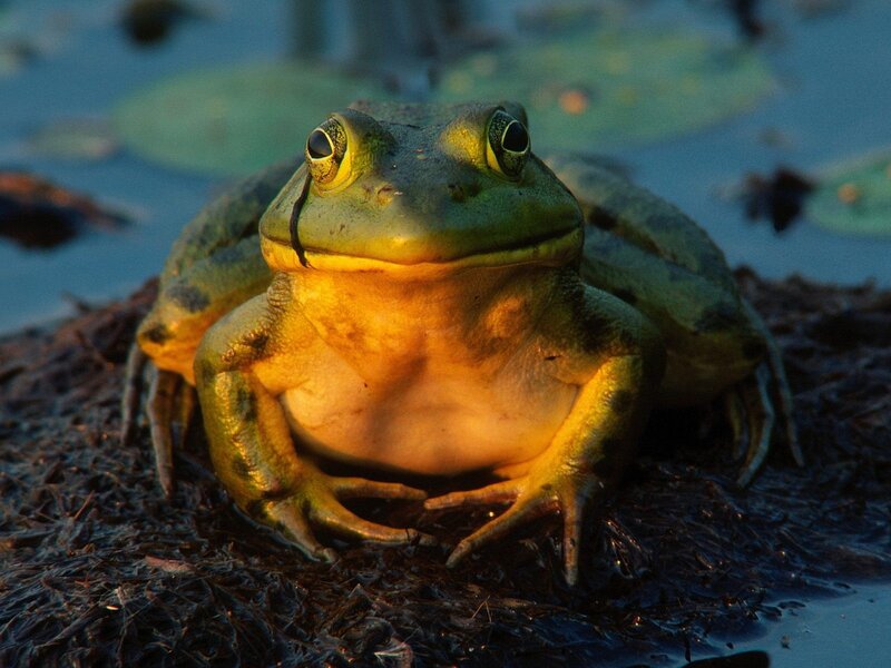 Green Frog on Mud