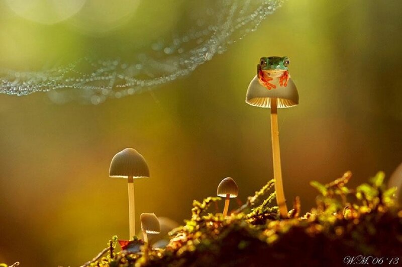 Green Frog on Mushroom — Serene, Morning