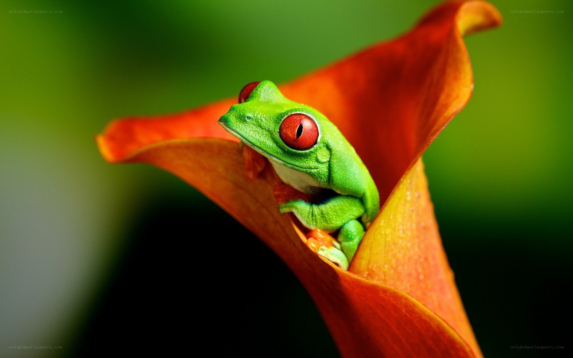 green frog on orange flower