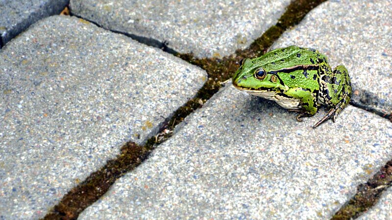 Green Frog on Pavement