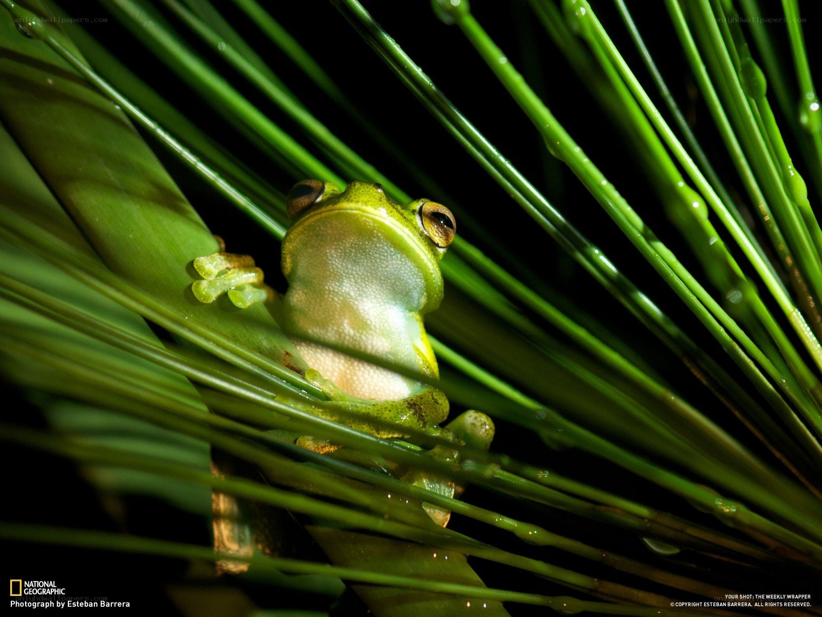 Green frog on pine needles