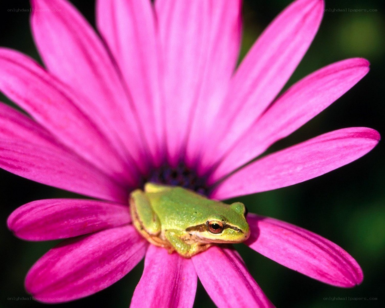green frog on pink flower