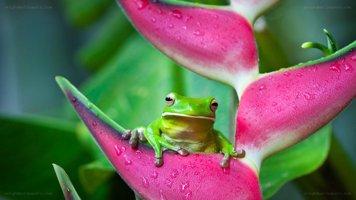 Green frog on pink flower