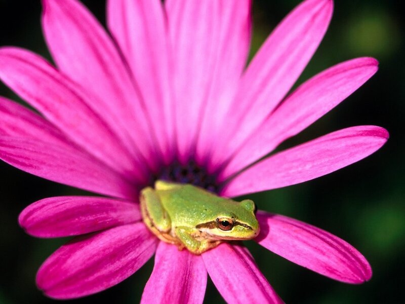 Green Frog on Pink Flower — Calm, Afternoon
