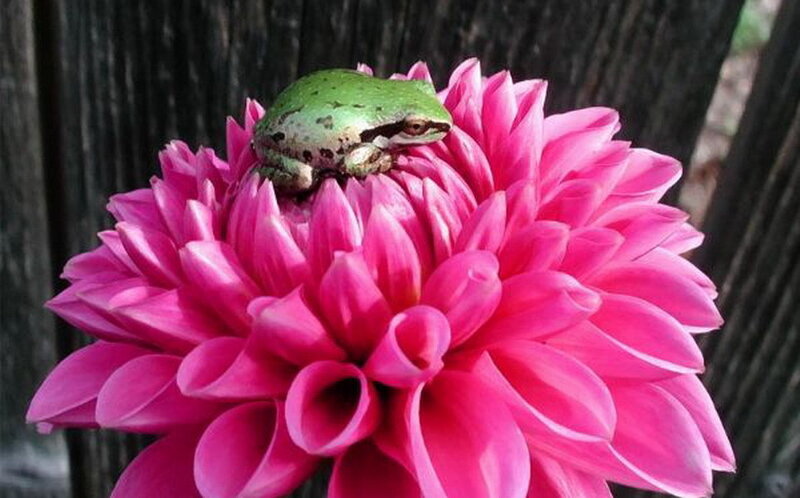 Green Frog on Pink Flower — Calm, Photograph