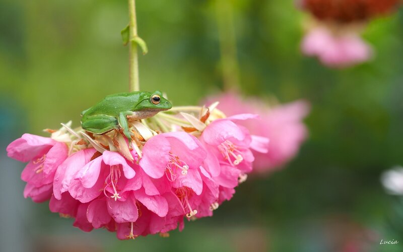 Green Frog on Pink Flower — Serene