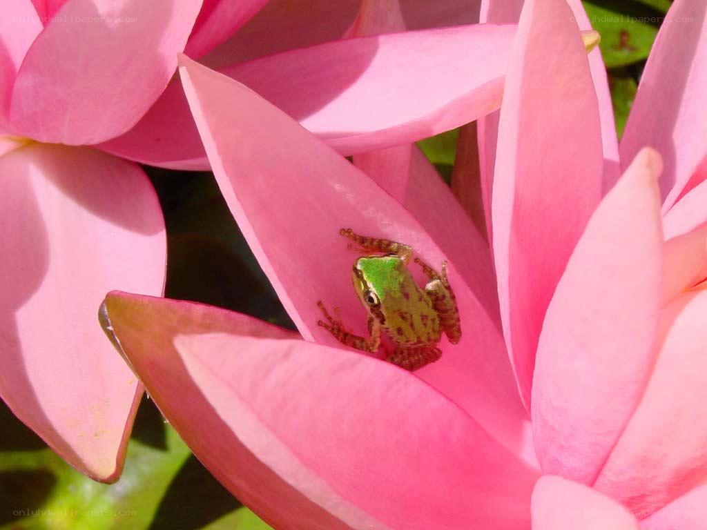 green frog on pink flower