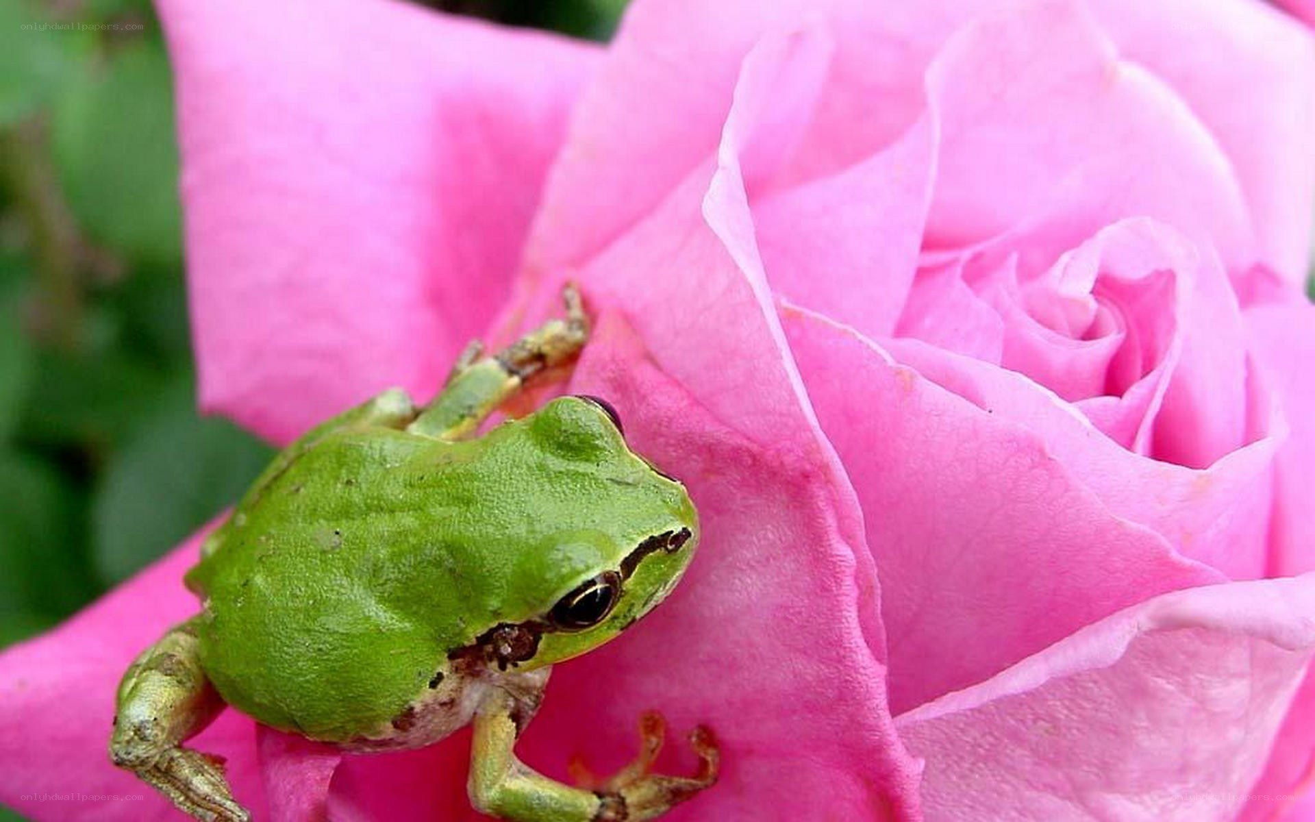 Green frog on pink rose