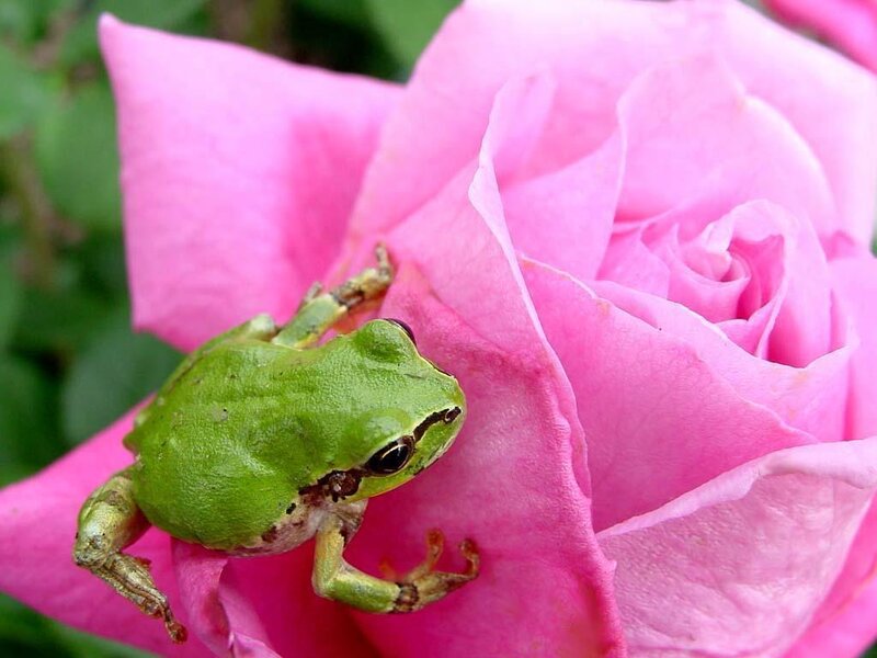 Green Frog on Pink Rose — Calm