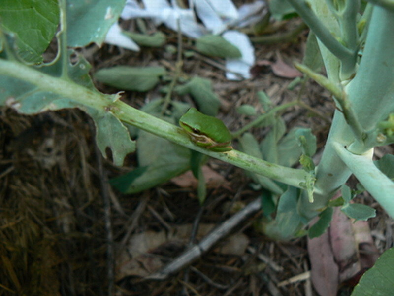 Green Frog on Plant Stem