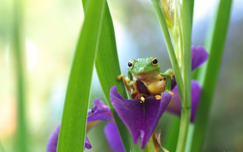 Green Frog on Purple Flower — Serene, Morning